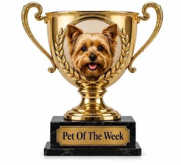 a pet of the week award